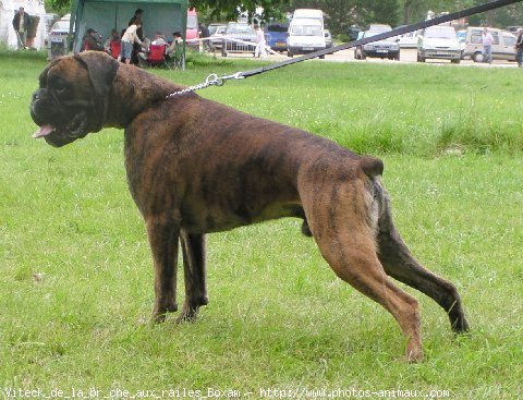 Photo de Boxer