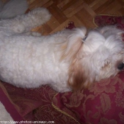 Photo de Lhassa apso