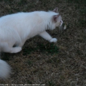 Photo de Ragdoll