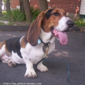 Photo de Basset hound