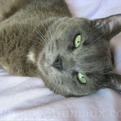 Photo de Chartreux