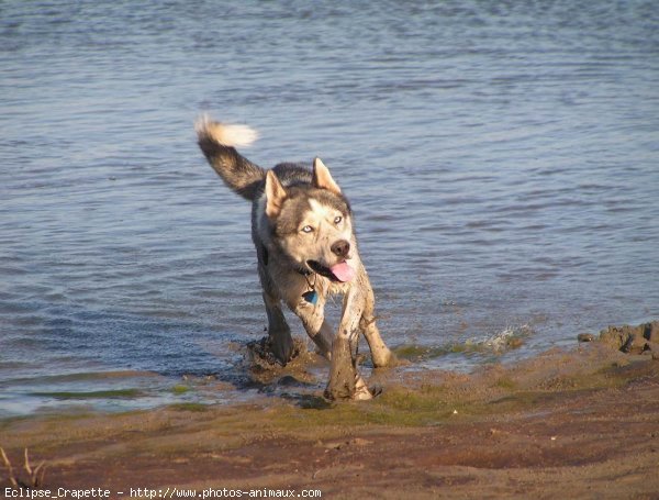 Photo de Husky siberien