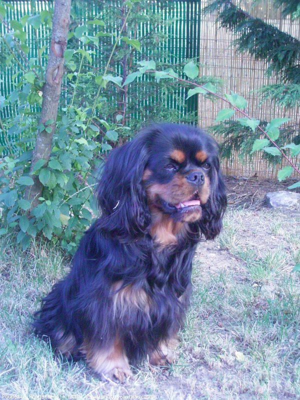 Photo de Cavalier king charles spaniel