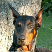 Photo de Dobermann