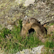 Photo de Marmotte