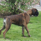 Photo de Boxer