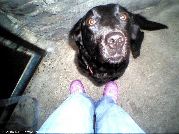 Photo de Labrador retriever