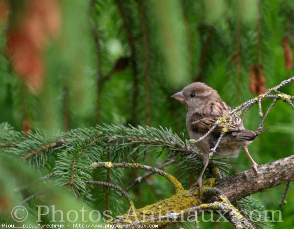 Photo de Moineau