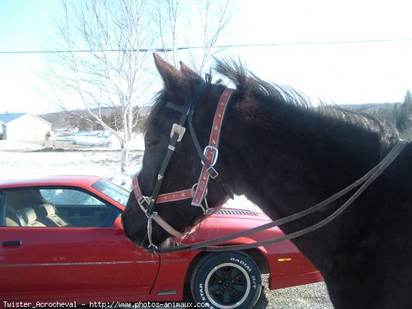 Photo de Quarter horse