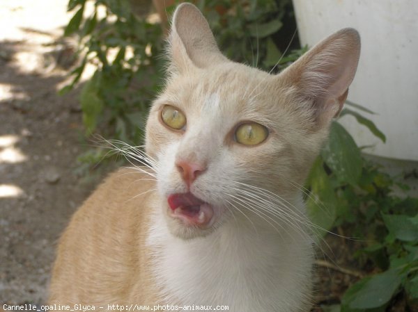 Photo de Chat domestique