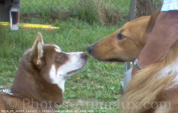 Photo de Husky siberien