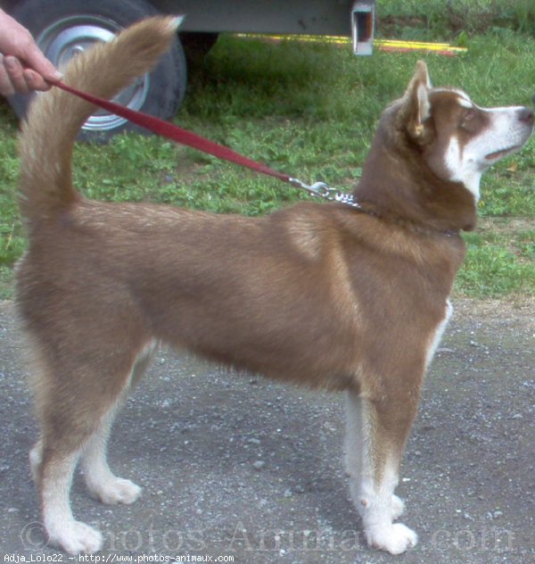 Photo de Husky siberien