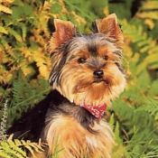 Photo de Yorkshire terrier