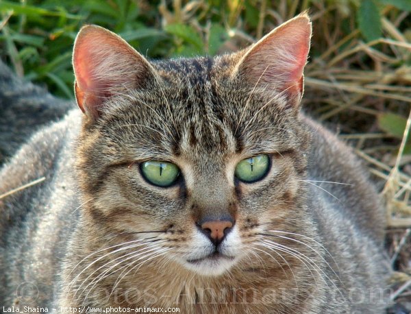 Photo de Chat domestique