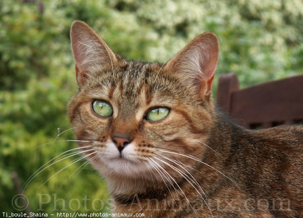 Photo de Chat domestique