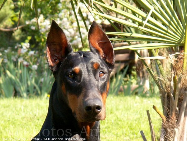 Photo de Dobermann