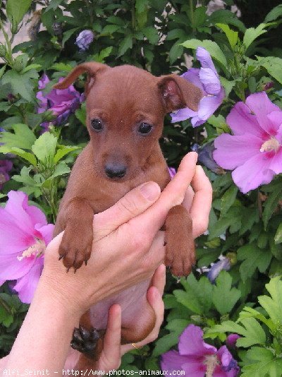 Photo de Pinscher nain