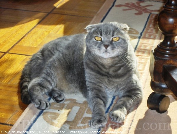 Photo de Scottish fold