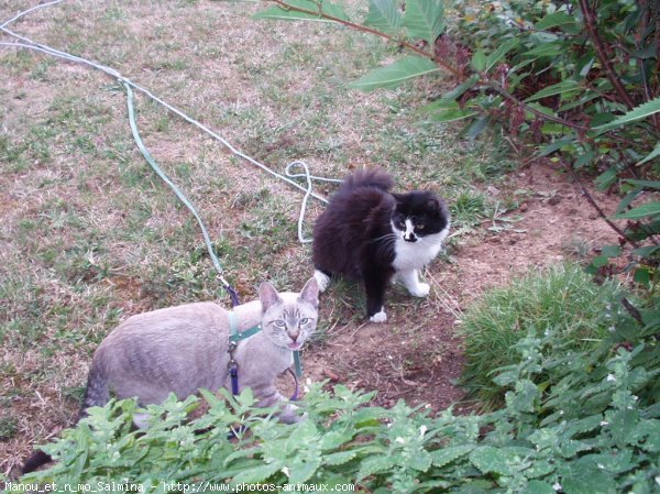 Photo de Chat domestique