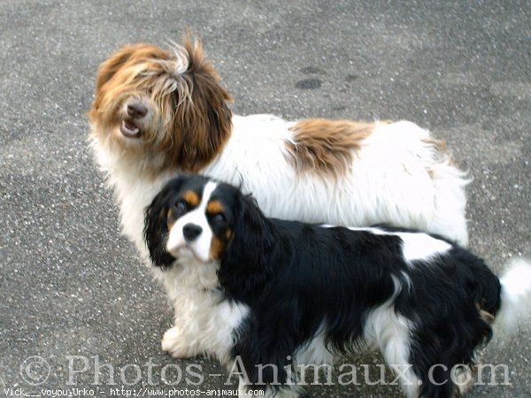 Photo de Cavalier king charles spaniel