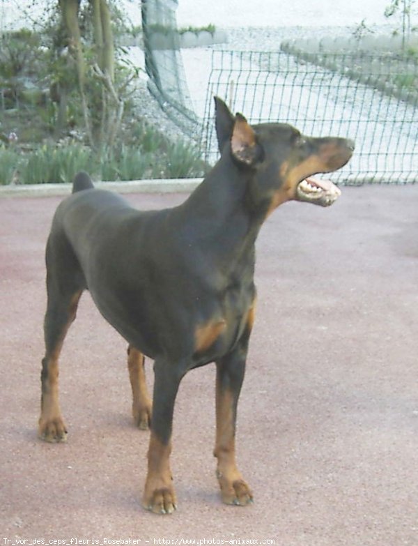 Photo de Dobermann