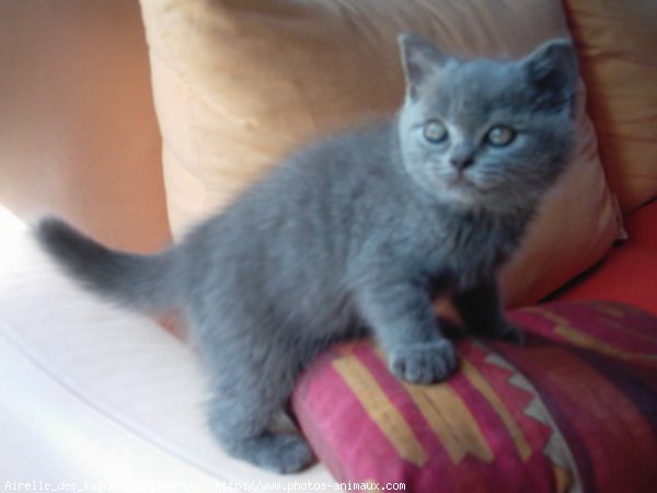 Photo de British shorthair