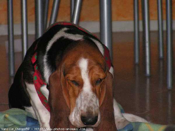 Photo de Basset hound