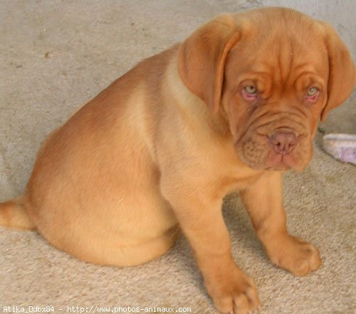 Photo de Dogue de bordeaux