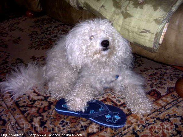 Photo de Bichon  poil fris