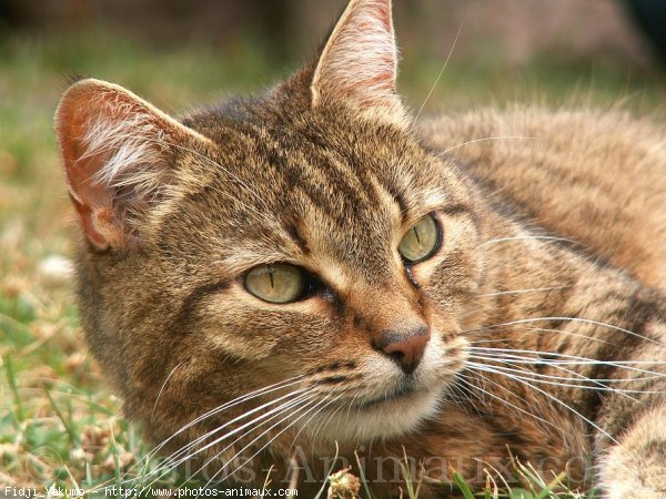 Photo de Chat domestique