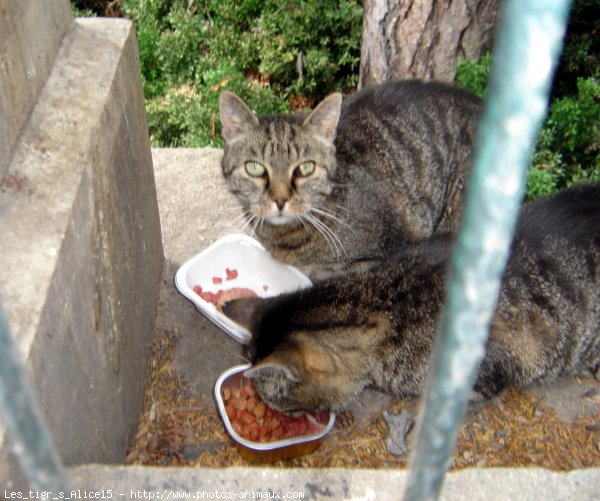 Photo de Chat domestique