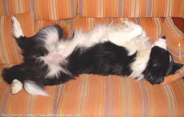 Photo de Border collie