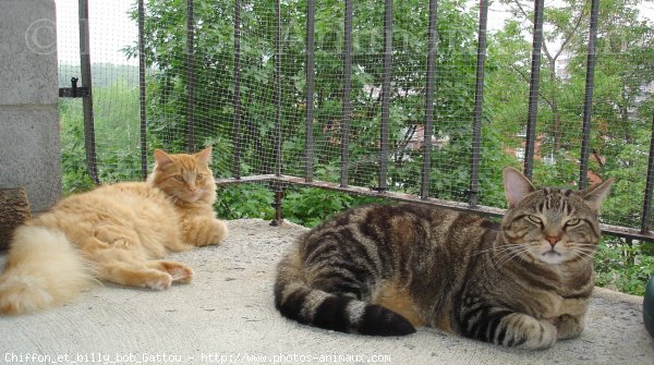 Photo de Chat domestique