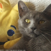 Photo de Chartreux