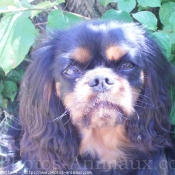 Photo de Cavalier king charles spaniel