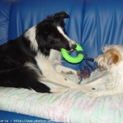 Photo de Border collie