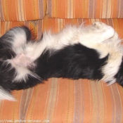 Photo de Border collie