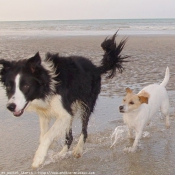 Photo de Border collie