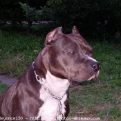 Photo d'American staffordshire terrier