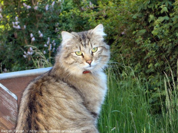 Photo de Croisement