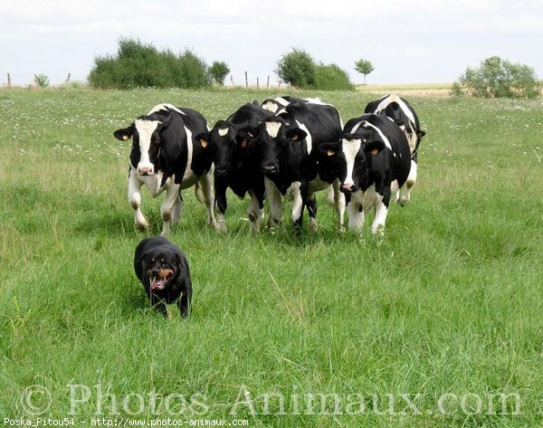 Photo de Rottweiler