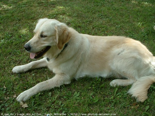 Photo de Golden retriever