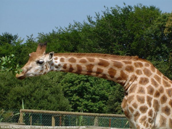 Photo de Girafe