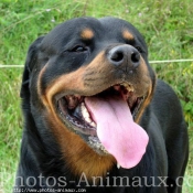 Photo de Rottweiler