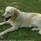 Photo de Golden retriever