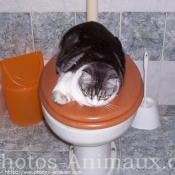 Photo de Chat domestique