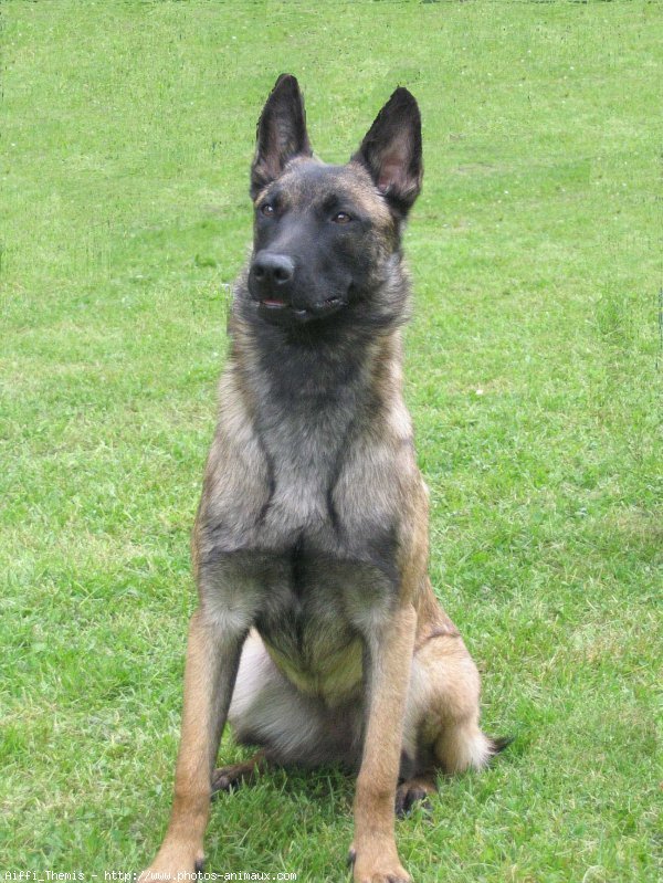 Photo de Berger belge malinois