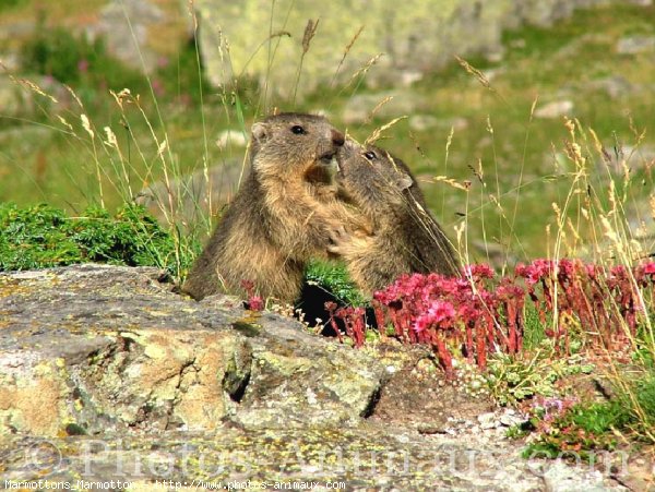 Photo de Marmotte