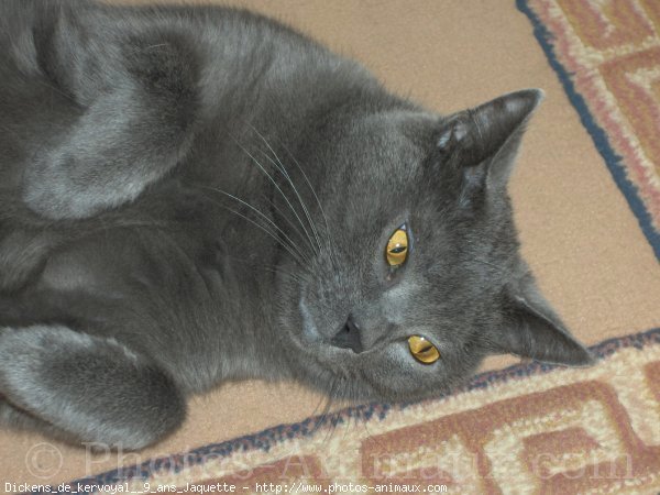 Photo de Chartreux