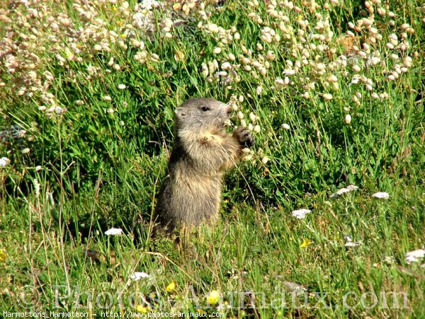 Photo de Marmotte